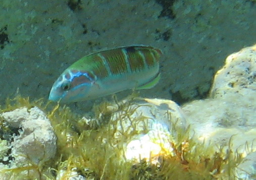 Thalassoma pavo
